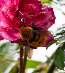 Bombus dahlbomii