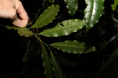 Actephila mooreana