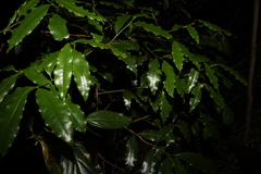 Actephila mooreana
