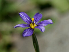 Sisyrinchium chilense