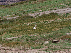 Oressochen melanopterus