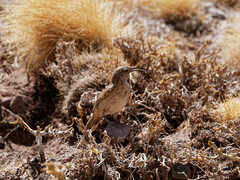 Upucerthia dumetaria
