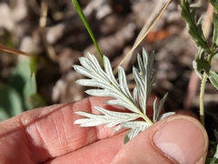 Potentilla bipinnatifida