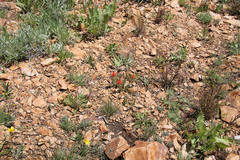 Castilleja applegatei viscida