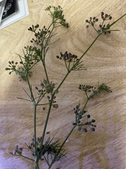 Cyclospermum leptophyllum