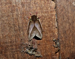 Automeris basalis