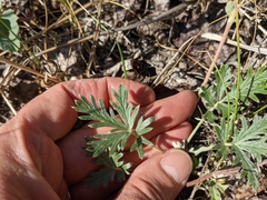 Potentilla bipinnatifida