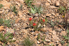 Castilleja applegatei viscida