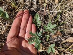 Potentilla bipinnatifida
