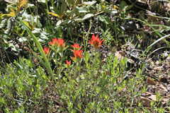 Castilleja applegatei viscida