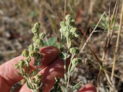 Potentilla bipinnatifida