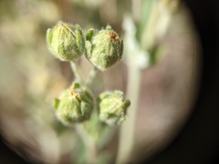 Potentilla bipinnatifida