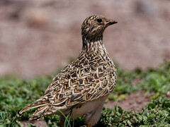 Thinocorus orbignyianus