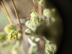 Potentilla bipinnatifida