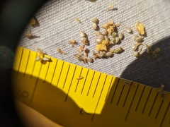 Potentilla bipinnatifida