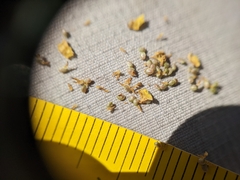 Potentilla bipinnatifida