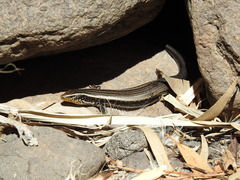 Chalcides sexlineatus