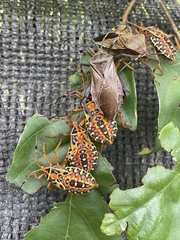 Pachylis nervosus