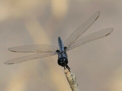 Urothemis edwardsii