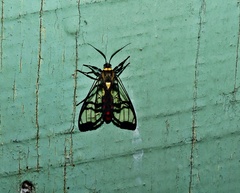 Argyroeides sanguinea