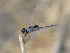 Urothemis edwardsii