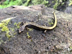 Plethodon