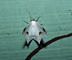 Sericoptera mahometaria