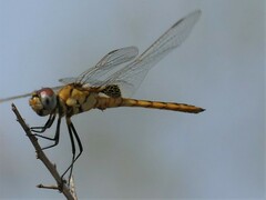 Urothemis edwardsii