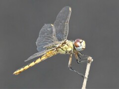 Urothemis edwardsii