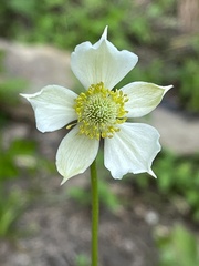 Anemone virginiana
