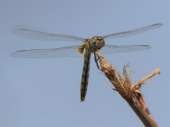 Urothemis edwardsii