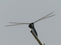 Urothemis edwardsii