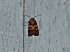 Hampsonodes orbica