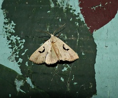 Rhosologia tripuncta