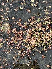 Sedum smallii