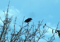 Corvus monedula