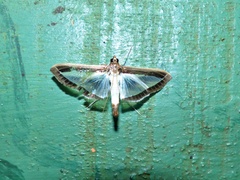 Diaphania hyalinata