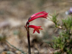 Zephyranthes graciliflora