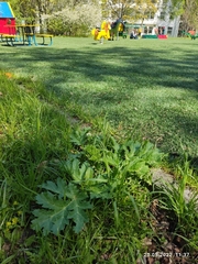 Heracleum sosnowskyi