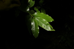 Litsea reticulata