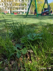 Heracleum sosnowskyi