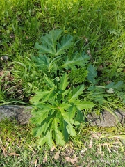Heracleum sosnowskyi