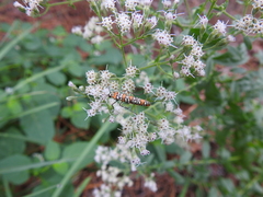 Eupatorium semiserratum