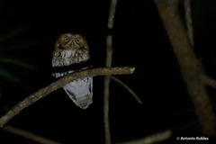 Megascops trichopsis