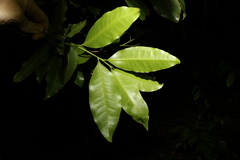 Litsea reticulata