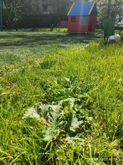 Heracleum sosnowskyi