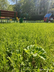 Heracleum sosnowskyi