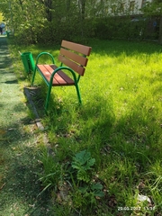 Heracleum sosnowskyi