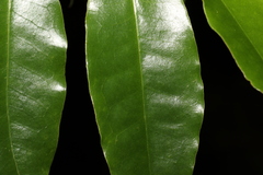 Litsea reticulata