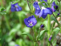 Veronica fruticans